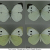 pi brassicae imago volg